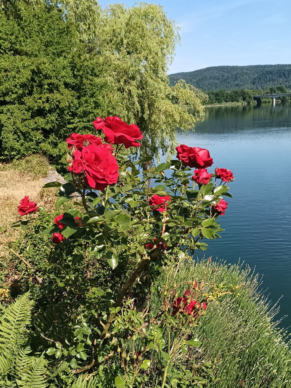 Peregrinaje Sur de Francia