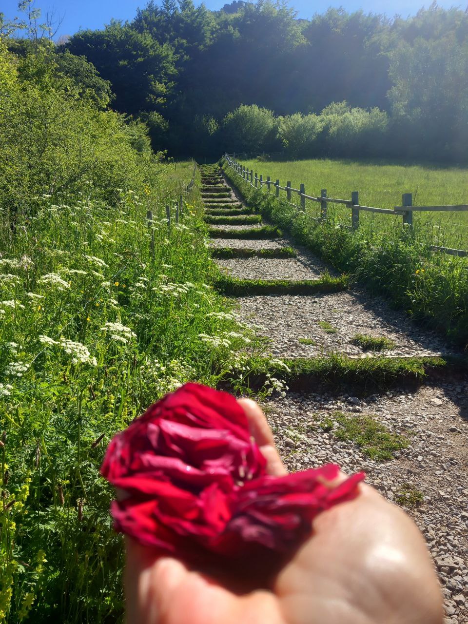 Peregrinaje Sur de Francia